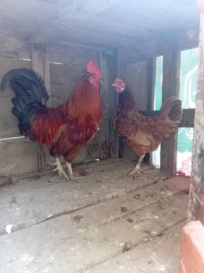 Pair Of Hens
