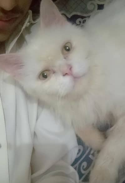 Persian cat double coated