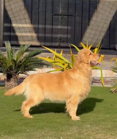 Pedigree Male Available For Meeting