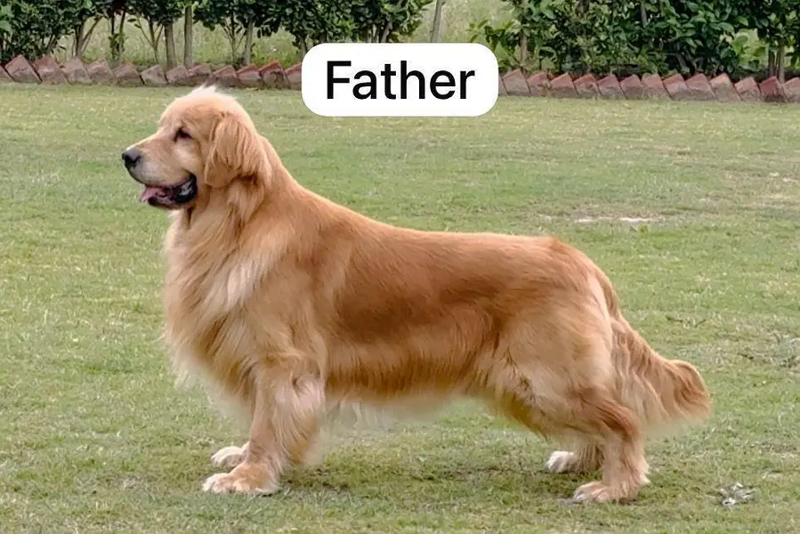 Pedigree Male Available For Meeting — photo 4