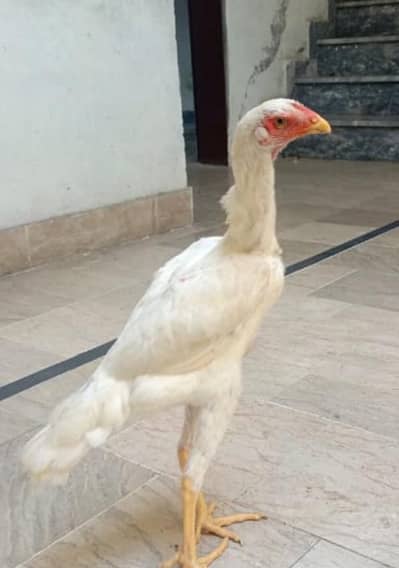 Shamo female