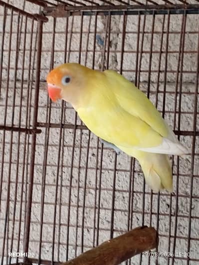 Lovebirds for sale