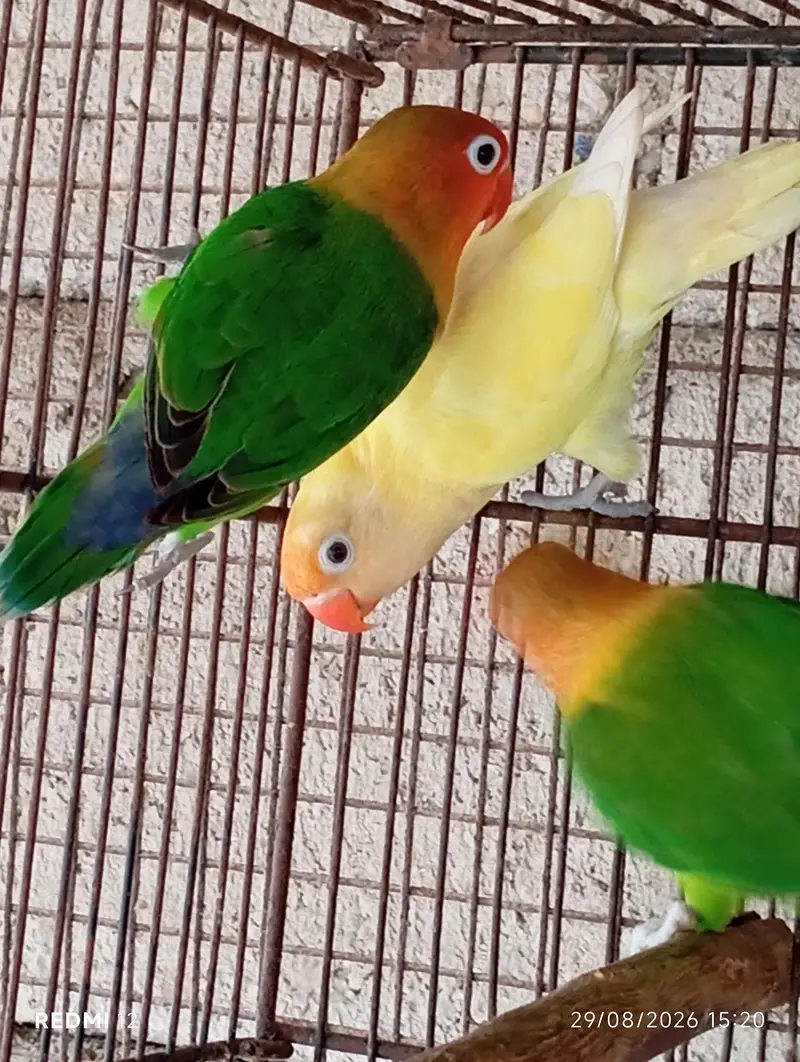 Lovebirds for sale — photo 2