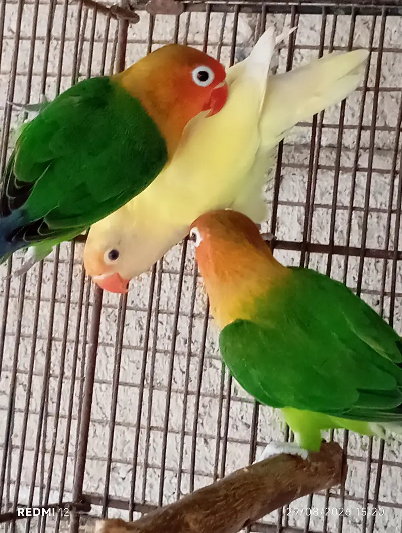 Lovebirds for sale — photo 3