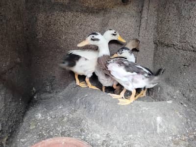 2 pair Ducks For sell