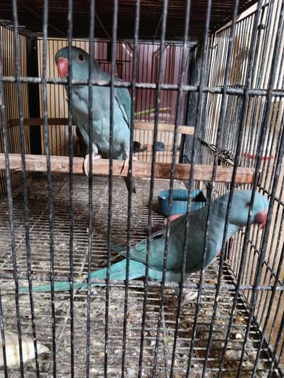 BLUE RINGNECK PAIR