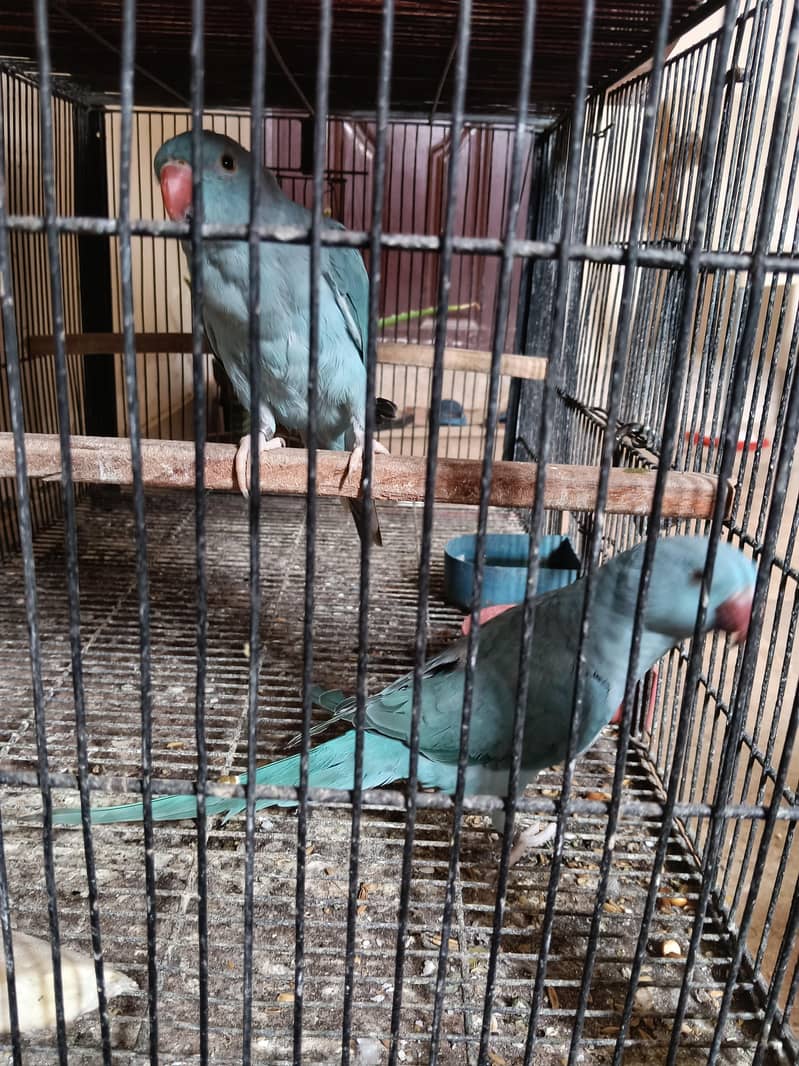 BLUE RINGNECK PAIR 0