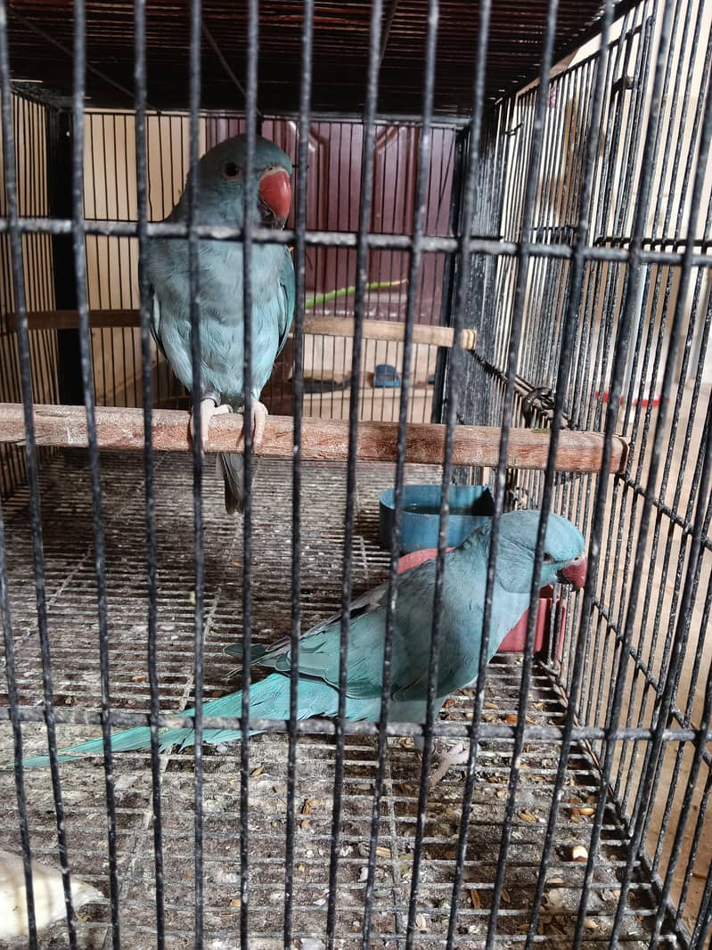 BLUE RINGNECK PAIR 1