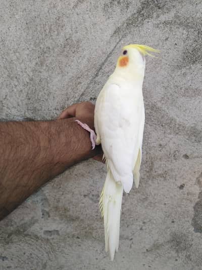 Hand tame commonwhite red eye patha