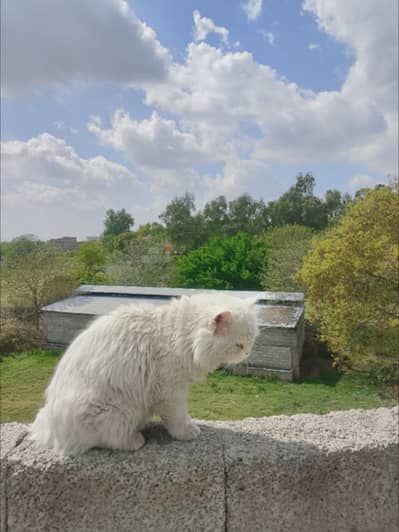 Male cat urgent sale