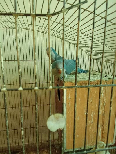Blue Monk parrot pair