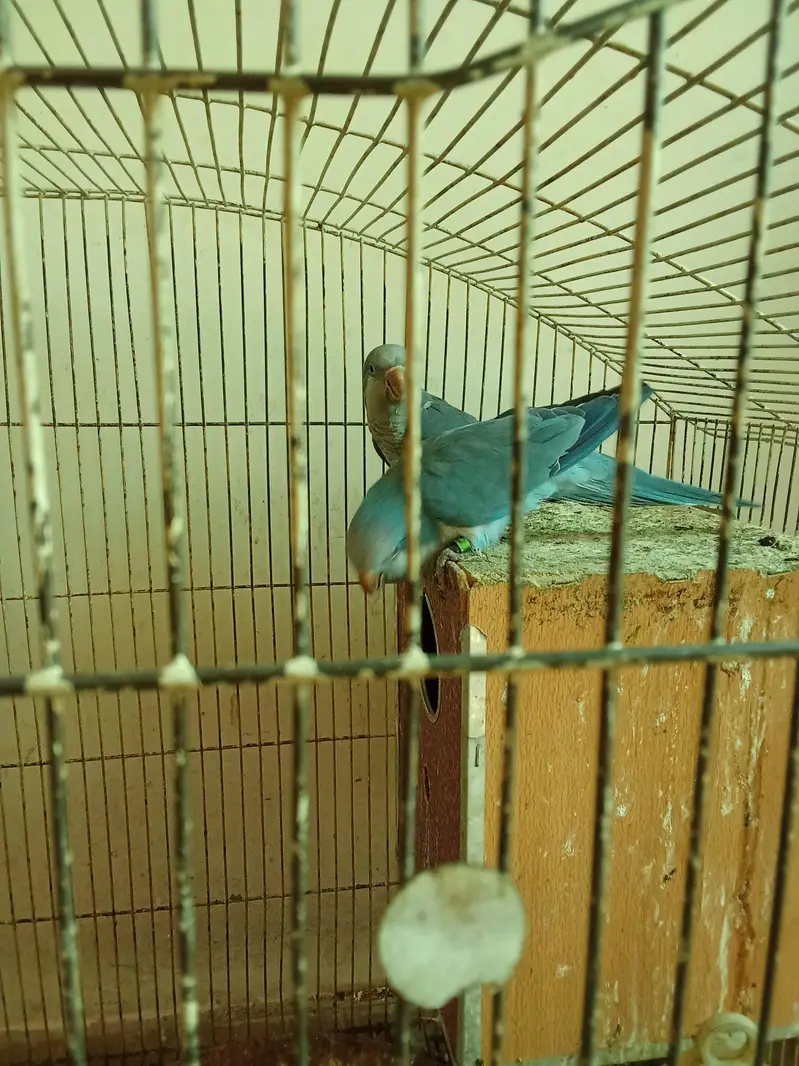 Blue Monk parrot pair — photo 2
