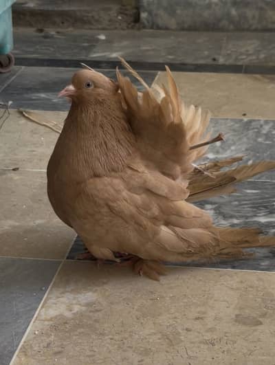 American fentail