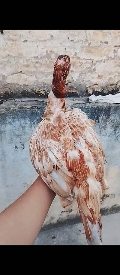 for sale aseel madi