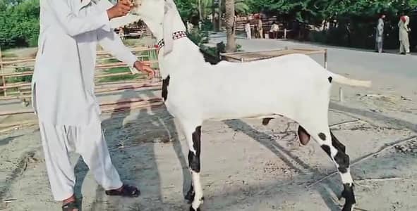 Desi Bakra for sale.  03247915246