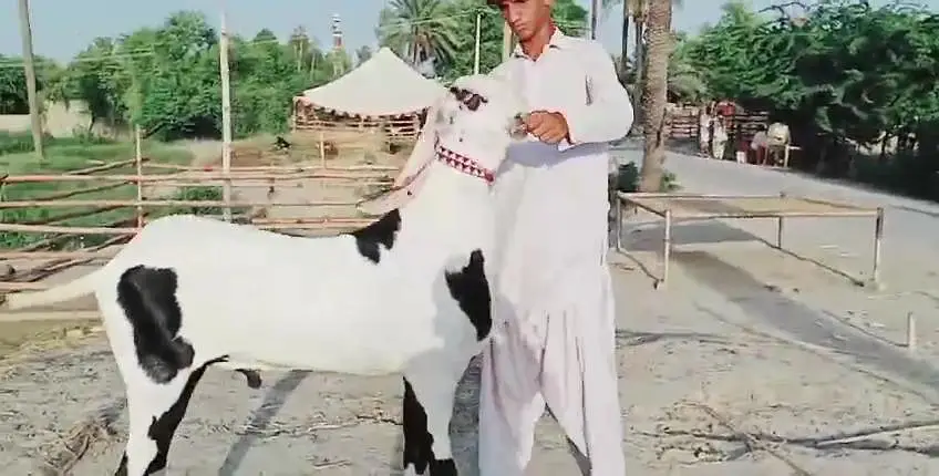 Desi Bakra for sale.  03247915246 — photo 2