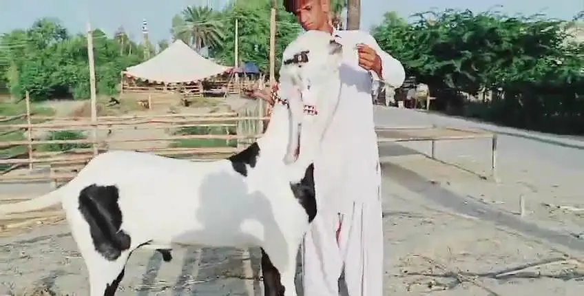 Desi Bakra for sale.  03247915246 — photo 4