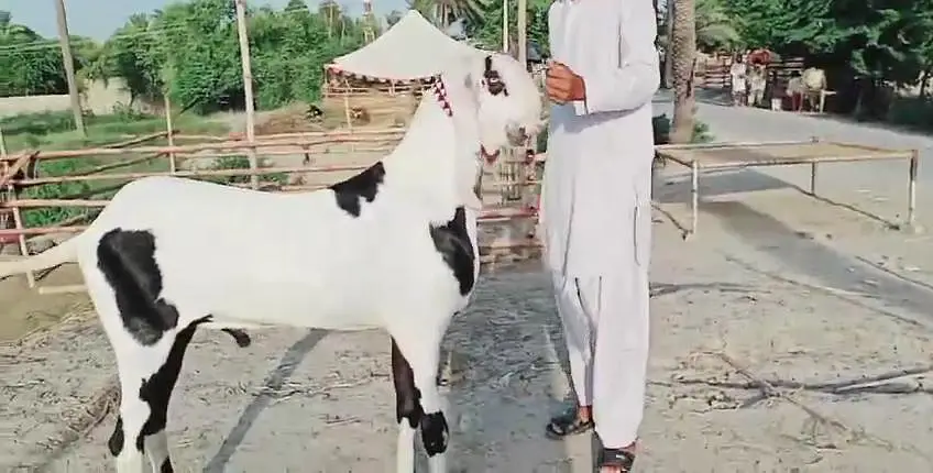 Desi Bakra for sale.  03247915246 — photo 5