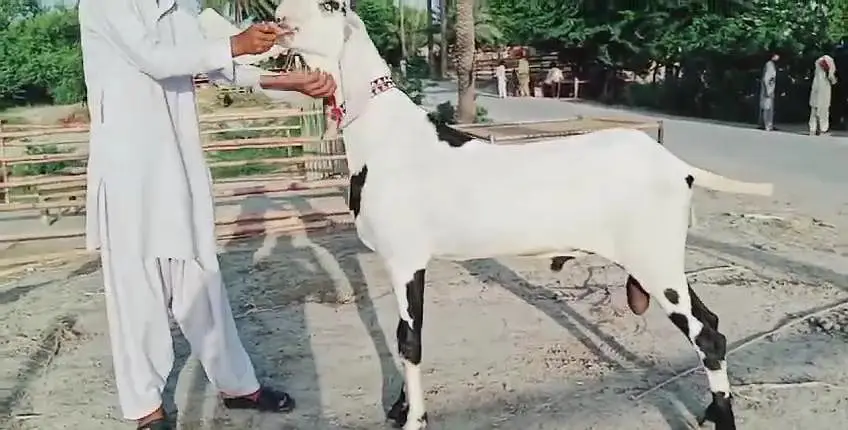 Desi Bakra for sale.  03247915246 — photo 6