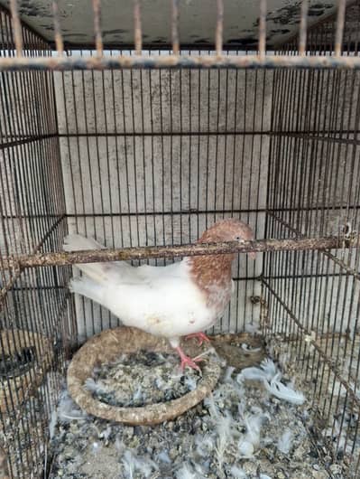 Kabli pigeons