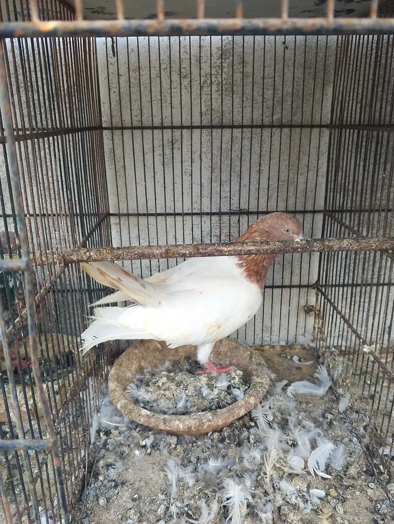 Kabli pigeons — photo 2