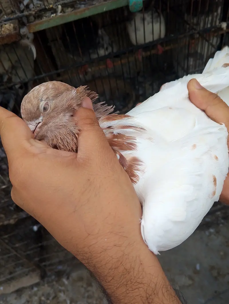 Kabli pigeons — photo 3