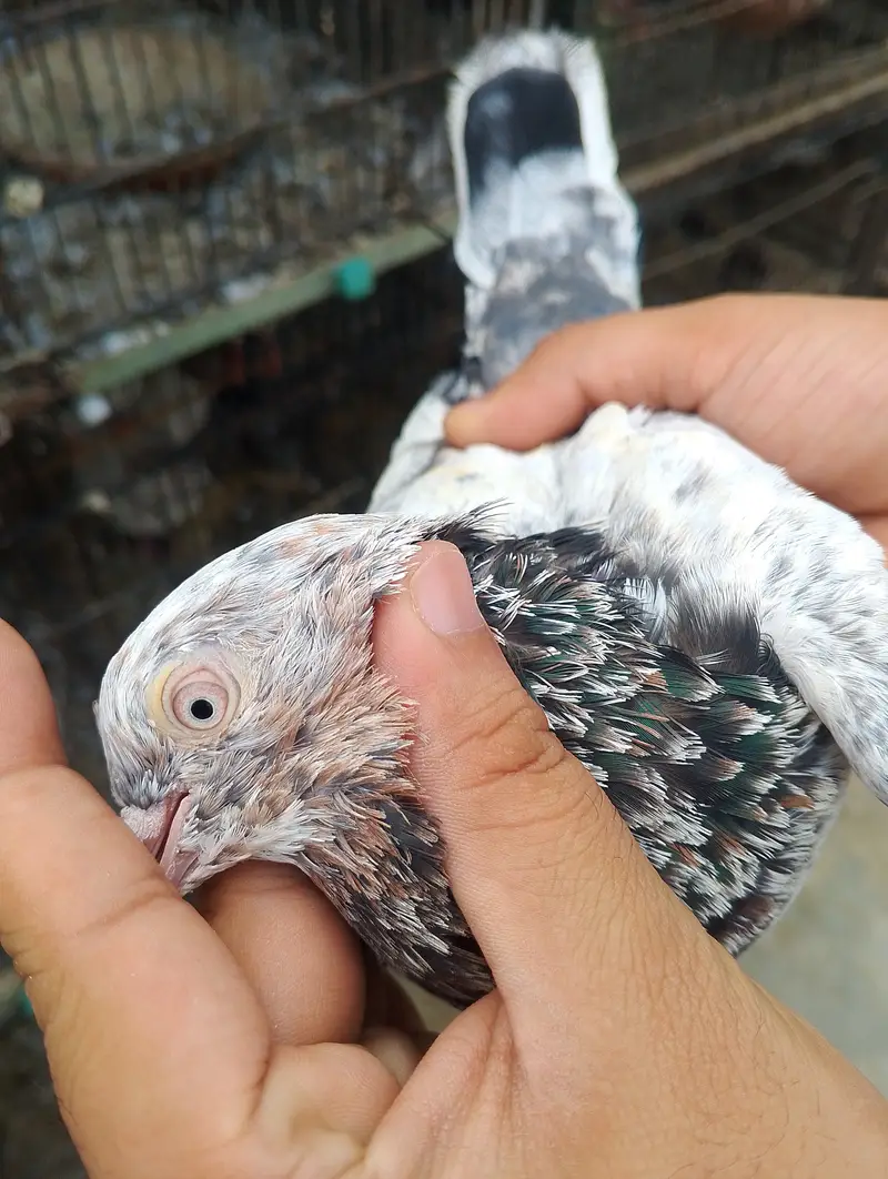 Kabli pigeons — photo 4