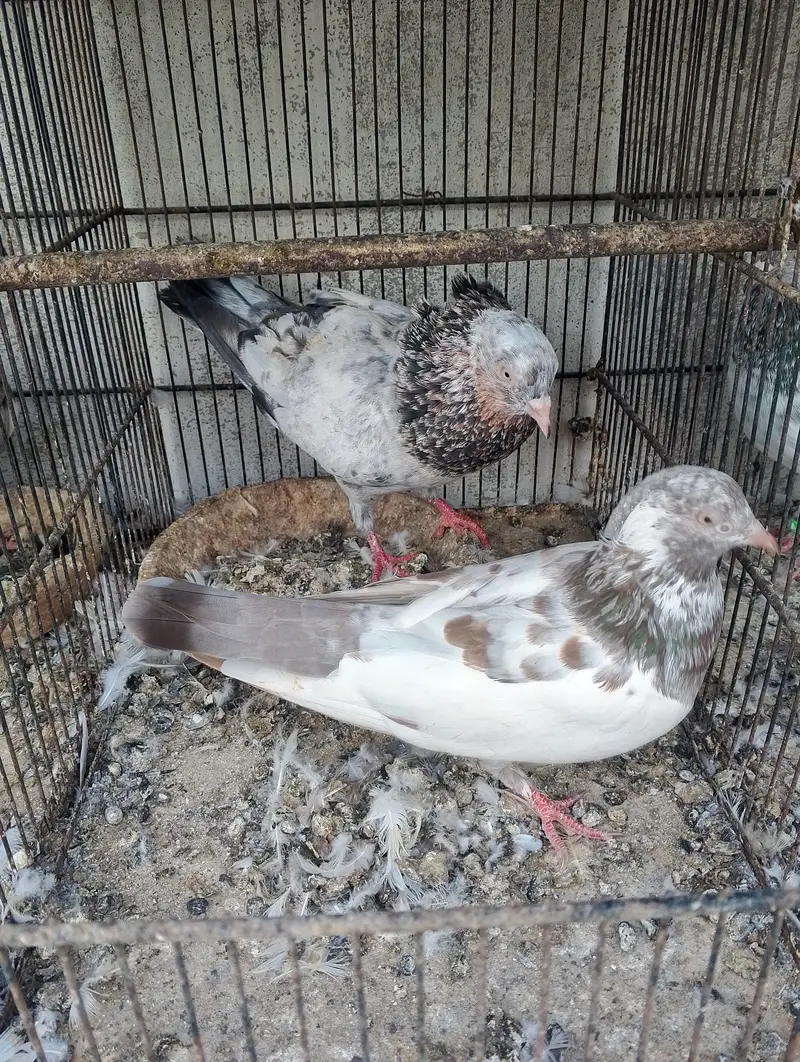 Kabli pigeons — photo 5