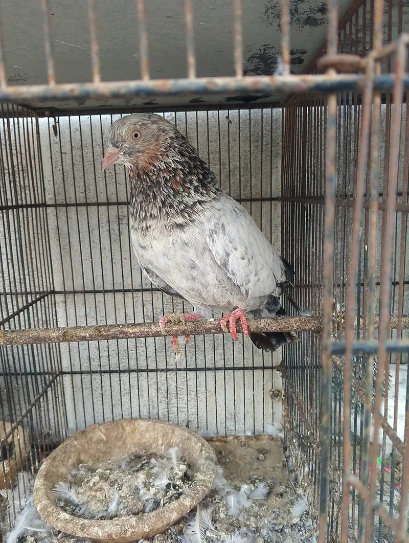 Kabli pigeons — photo 6