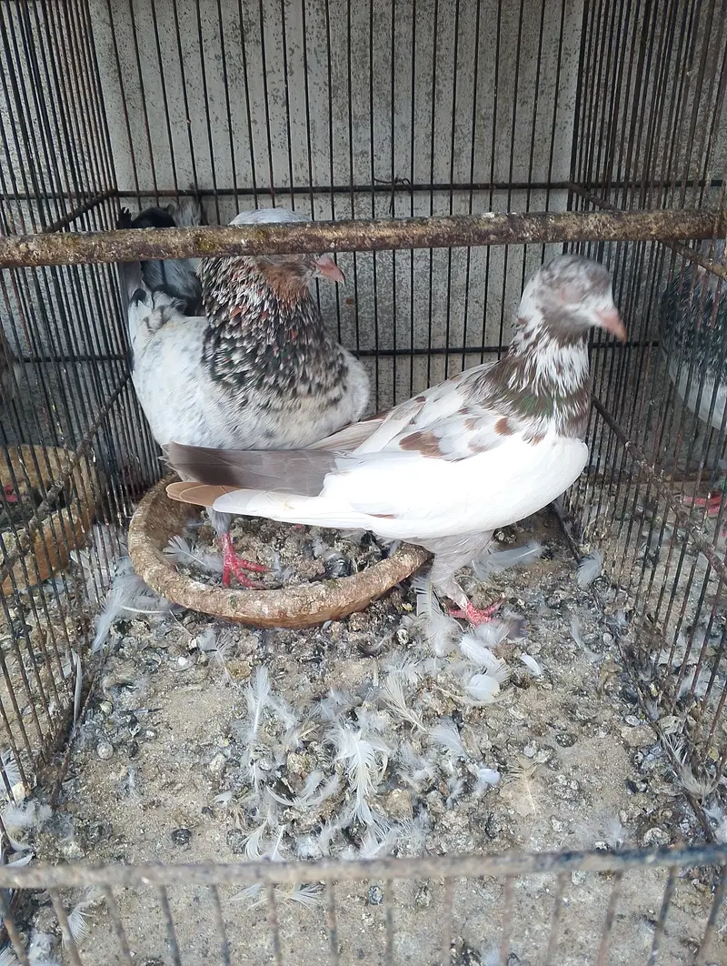 Kabli pigeons — photo 7
