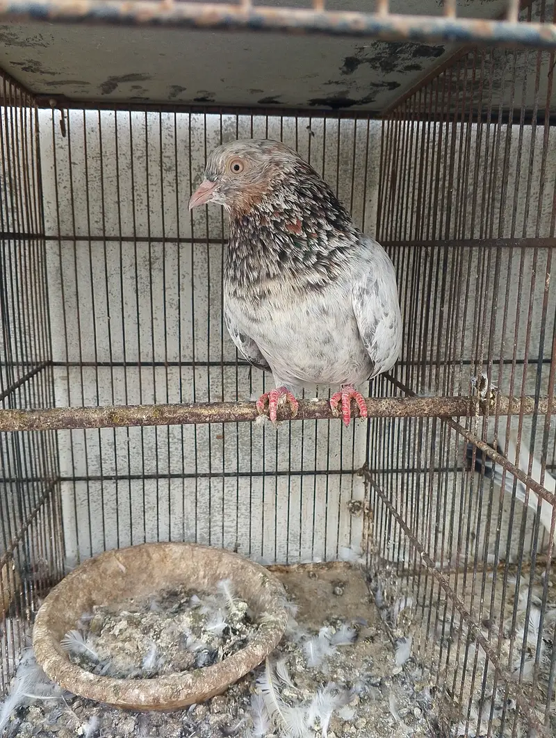 Kabli pigeons — photo 8