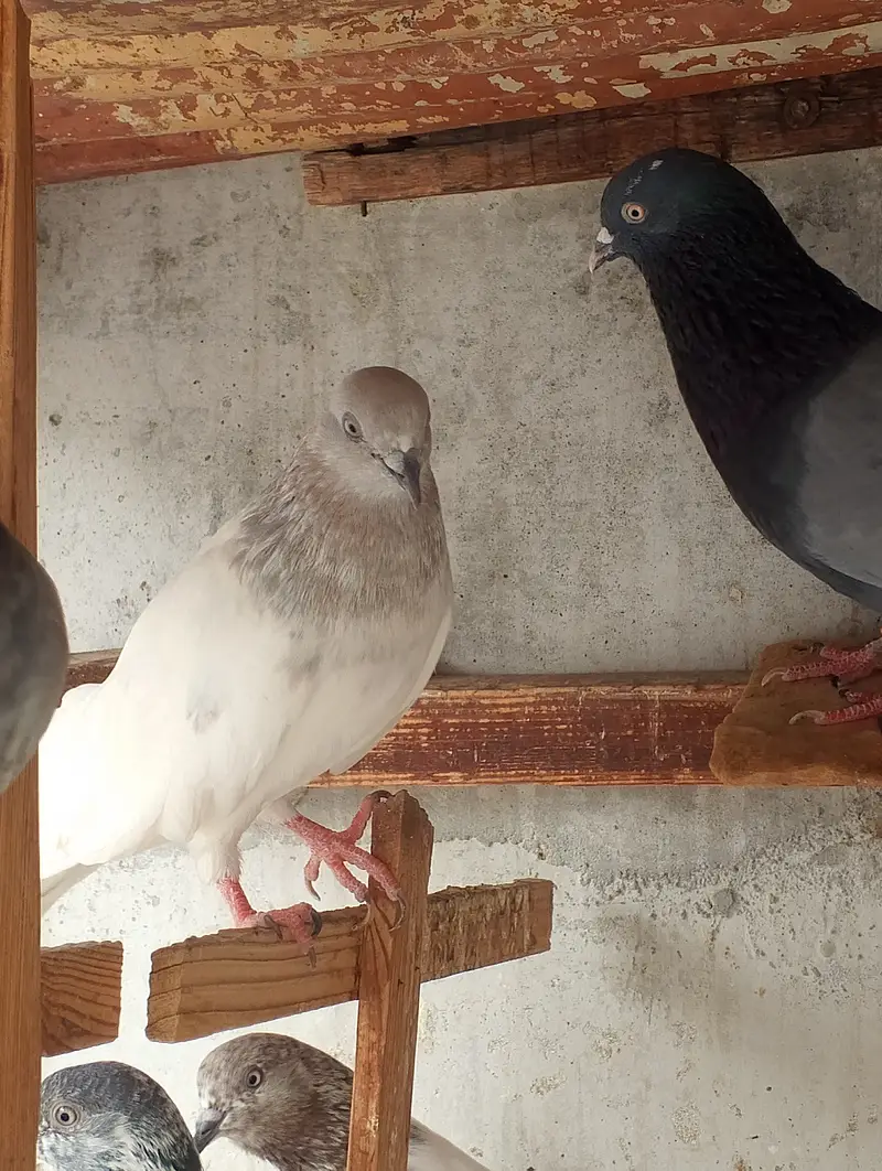 Kabli pigeons — photo 10