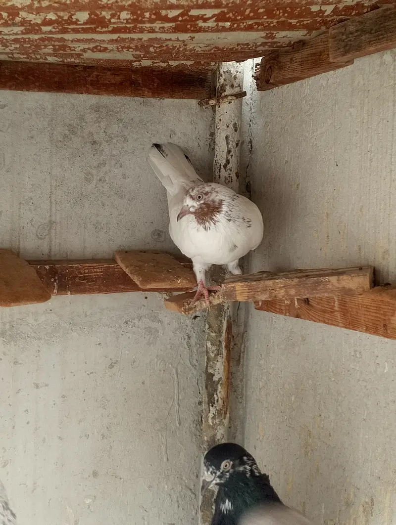Kabli pigeons — photo 11