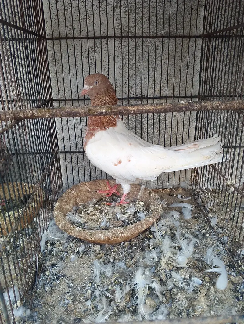 Kabli pigeons — photo 12