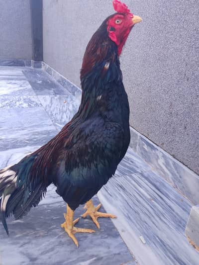 *Mianwali Aseel Lakha Murga For Sale -Islamabad
