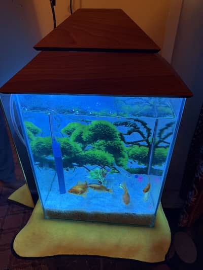 Fish Aquarium