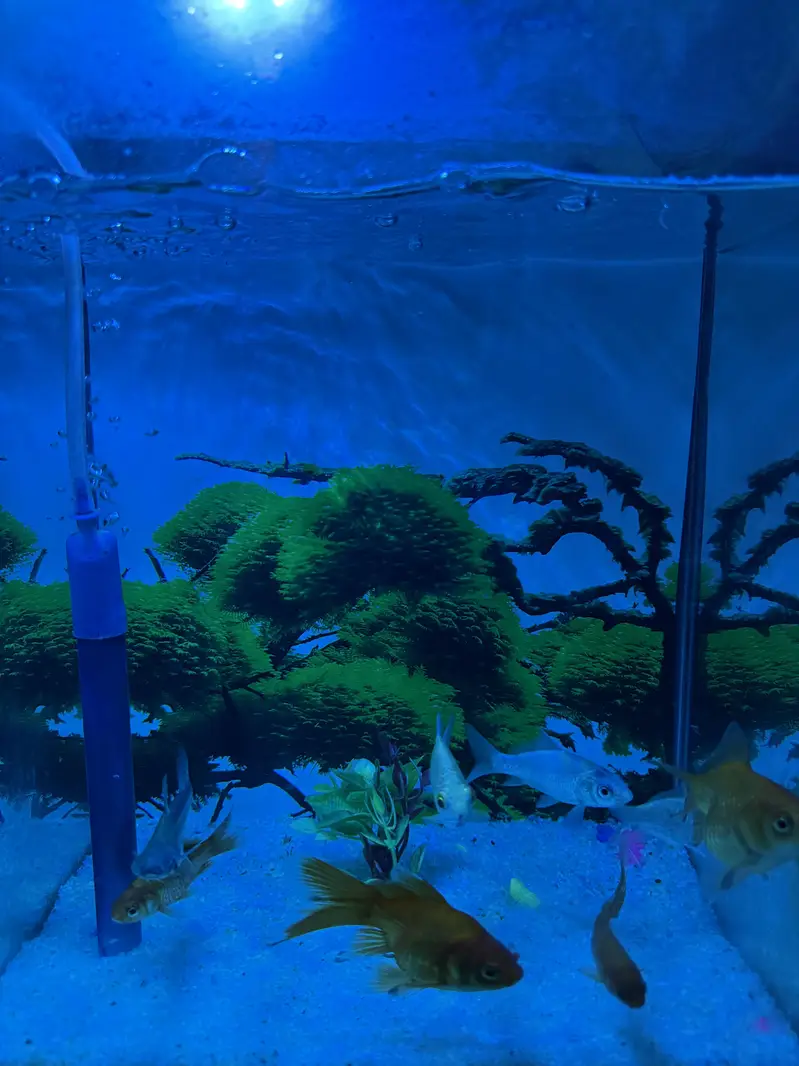 Fish Aquarium — photo 2