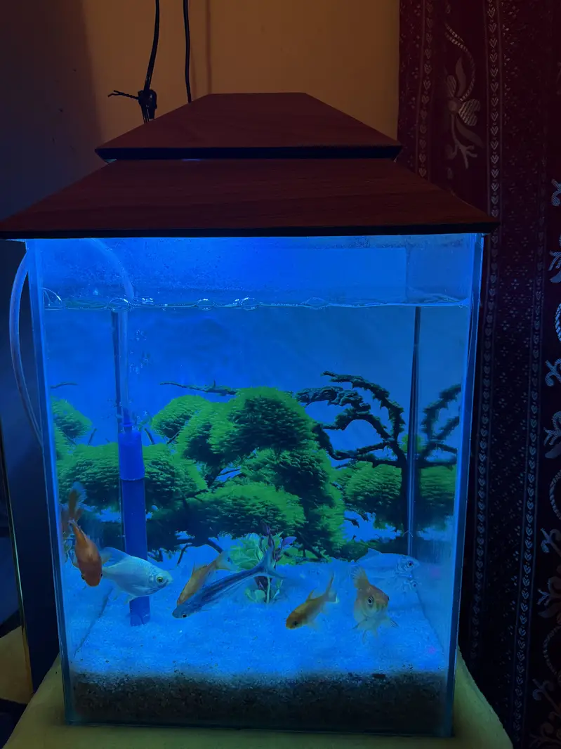 Fish Aquarium — photo 4