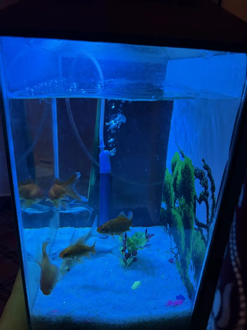 Fish Aquarium — photo 5