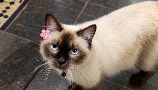 persian siamese cat