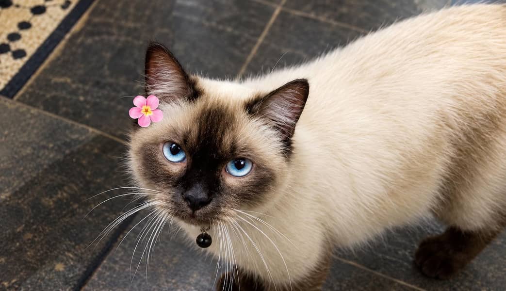 persian siamese cat 0