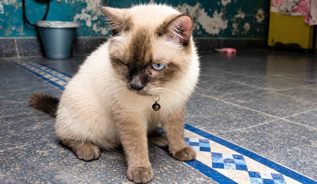 persian siamese cat 1