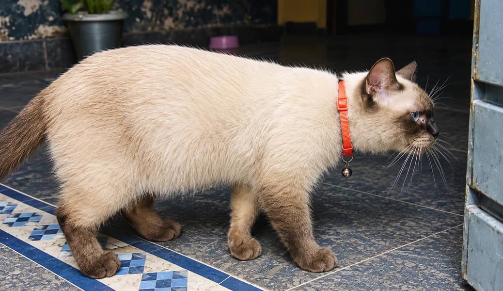 persian siamese cat 2