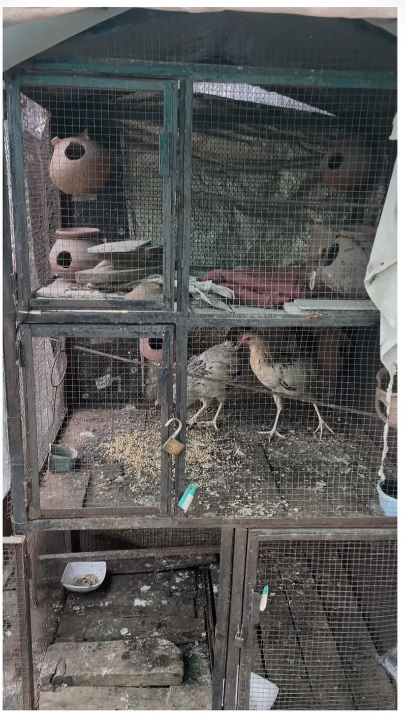 Birds and Hens Cage — photo 2