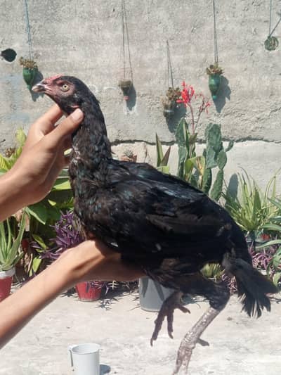 High quality Lasani Madi for sale