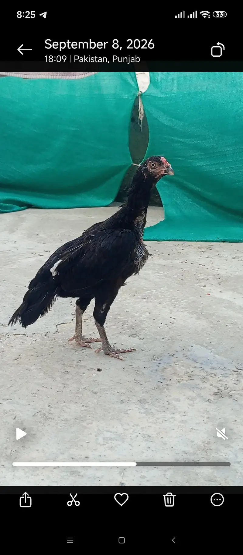 High quality Lasani Madi for sale — photo 4