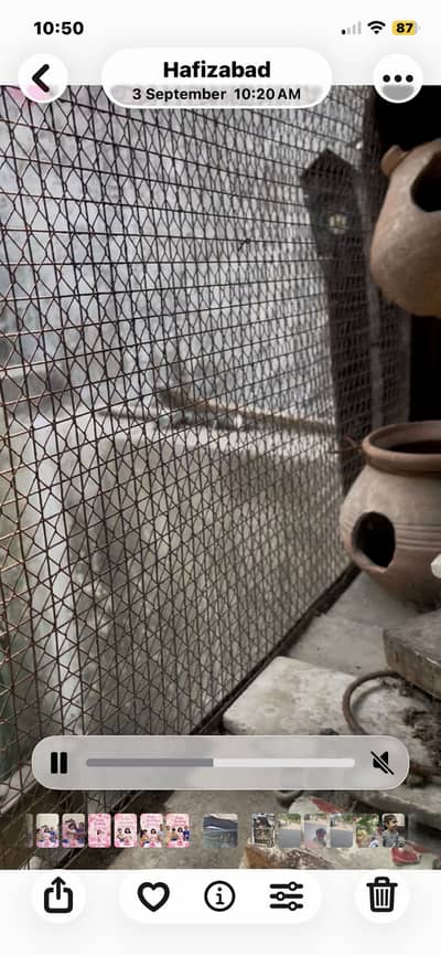 Birds and Hens Cage