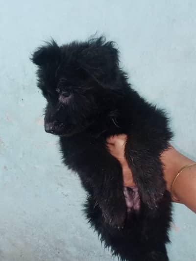 Vaccinated German Shepherd Puppy For Sale - Bilal Nagar Faisalabad