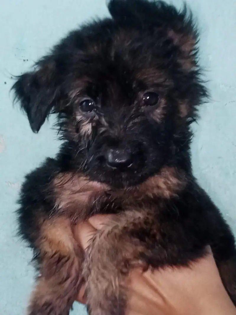 Vaccinated German Shepherd Puppy For Sale - Bilal Nagar Faisalabad — photo 2