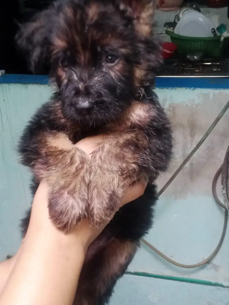 Vaccinated German Shepherd Puppy For Sale - Bilal Nagar Faisalabad — photo 3